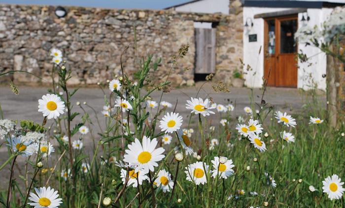The Bug Farm ox-eye daisies